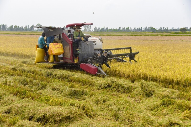 Nông dân canh tác trên cánh đồng